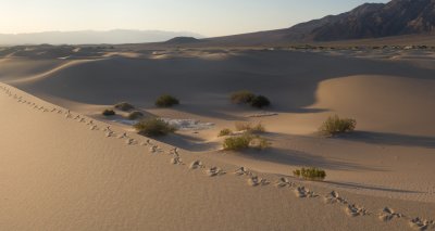 Death-Valley-lizarsd-tracks.jpg