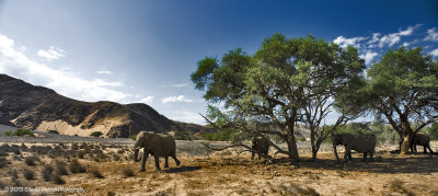 Desert elephants, Damaraland