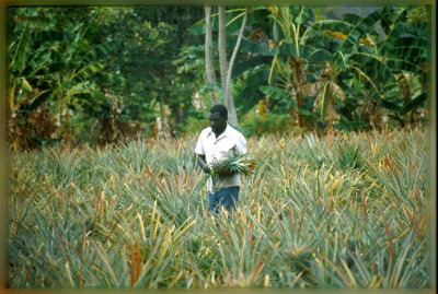 Pineapple plantation, Central Tanzania