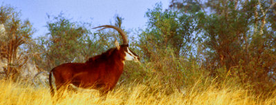 Solitary Sable in Khaudom, Namibia