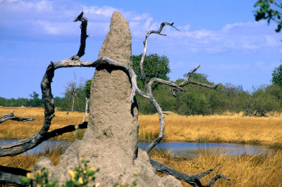 Termite mould, Moremi, Botswana