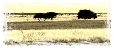 Central Kalahari in winter