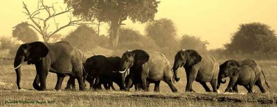 Elephants, Selinda, Botswana