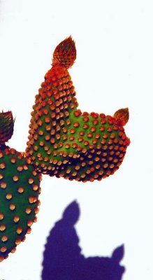 Cactus in Greece
