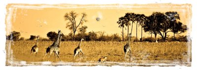 A hunt in Selinda Northern Botswana
