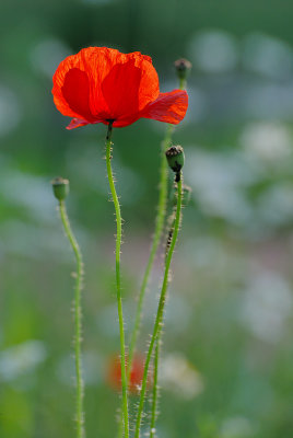DSC_0482-1-sml.jpg