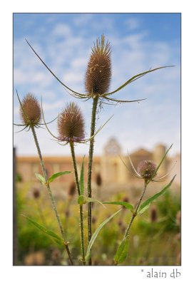 Abbaye de Valmagne - Jardin