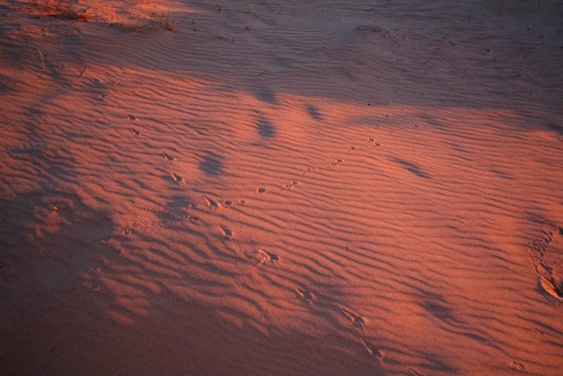 Creature tracks in the dunes