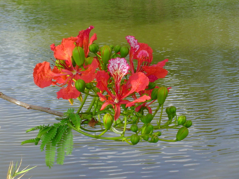 Royal Ponciania Cluster by Our Pond