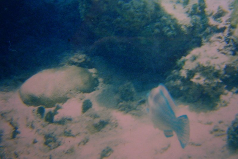 Parrotfish