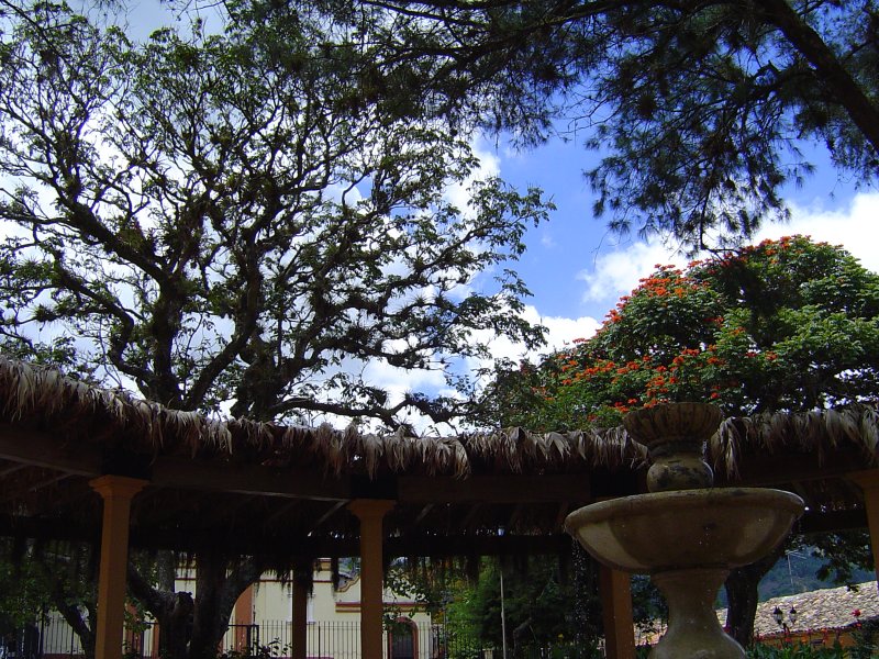 Looking up at the center of the park