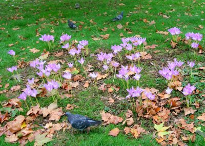 Pigeons among the crocuses in St. James Park