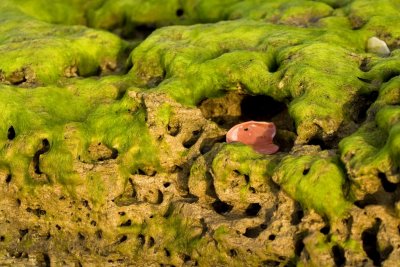 Algae covered limestone with a pink shell