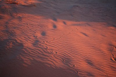 Creature tracks in the dunes