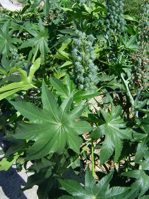 Castor Plants