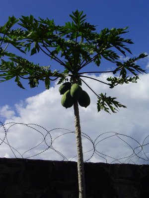 Typical Honduran back yard, Papaya tree beside a fence topped with razor wire