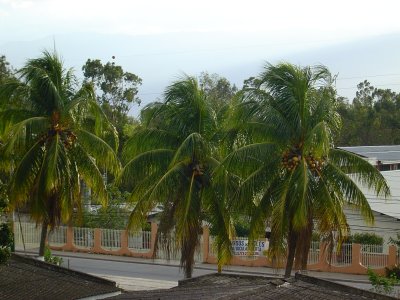View from our balcony of the main boulevard & palms