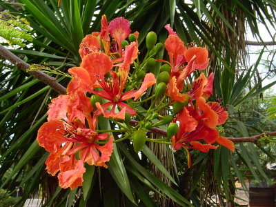 There are tons of Flame Trees here.  I think they are officialy called Royal Poinciana