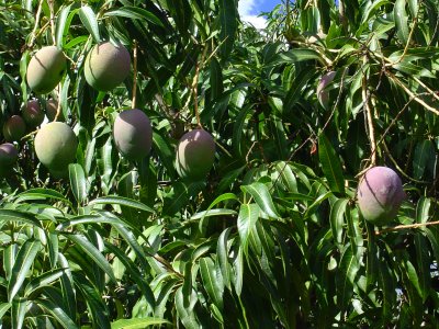 The Mango Trees are loaded right now, we picked one and let it ripen, but not enough.  I guess we'll just have to be patient