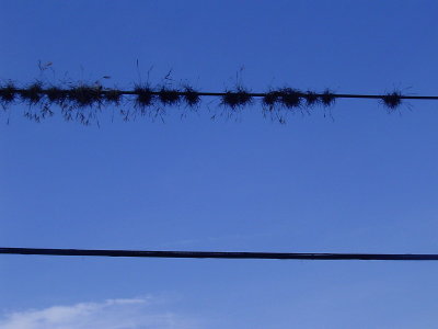 Moss growing on the telephone wires