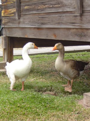 Crystal's Favorite Geese, she likes the brown one the best.