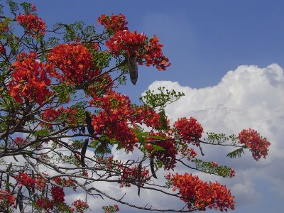 Flame Trees or Royal Poincianas