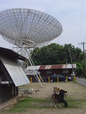 Goats and satellite dishes, pretty common around here.
