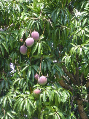 The mangos are almost ready!