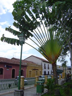 Fan Palm in Parque Central