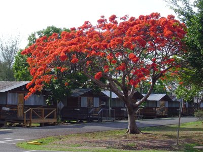 Flame Tree in all its glory