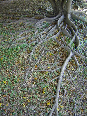 Fig (?) roots snaking across the ground