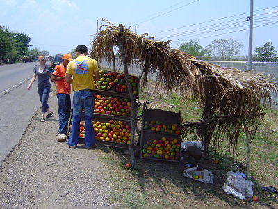 It's Mango season! Let's get some mangos on the way to Tegus