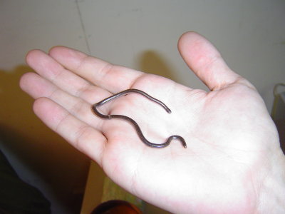 an adult blind snake Antonio brought me. They are harmless and eat ants and termites