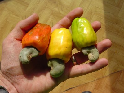 You can bite into the fruit (red part) like an apple.  It tastes really tart like a loquat.