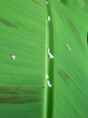 Butterfly eggs