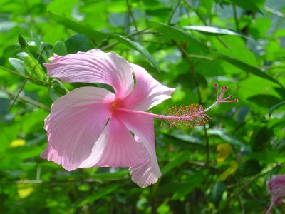 Another gorgeous hibiscus, they were everywhere