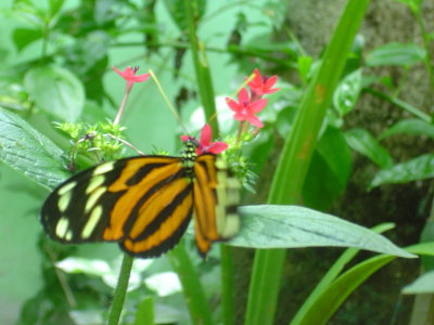 Longwing (this little camera is terrible for butterfly pictures, they move too fast and my shutter was too slow)