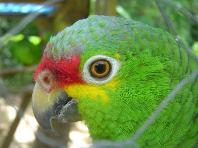 The place had litterally hundreds of these parrots
