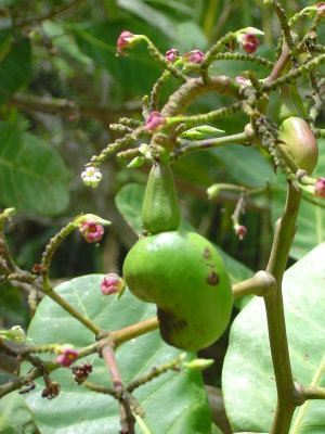 A baby cashew forming