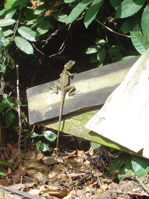 A nice healthy Monkey La La (a.k.a. Basilisk Lizard a.k.a. Jesus Lizard)