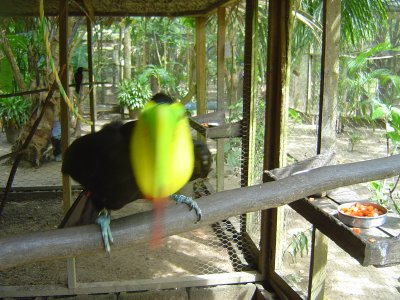 Attack of the Killer Toucan! Hide your cameras