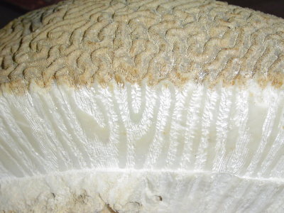 Close up of a crossection of brain coral (in the classroom at Anthony's Key Resort)