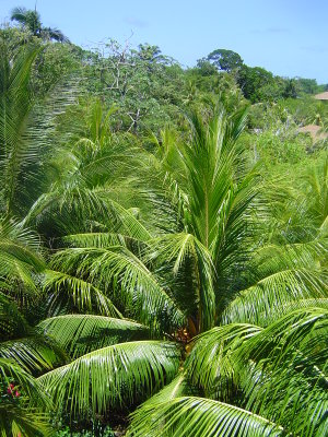 Roatan Jungle