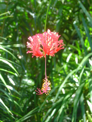 Hibiscus schizopetalus, or Japanese Lantern