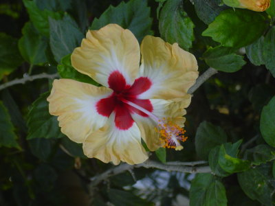 Another beautiful Hibiscus