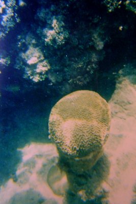 Brain Coral on a pillar
