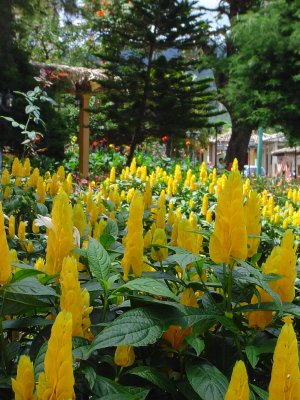 Thanks to Yahoo! Answers, I now know that these are called Golden Shrimp Plants or Lollipop Plants