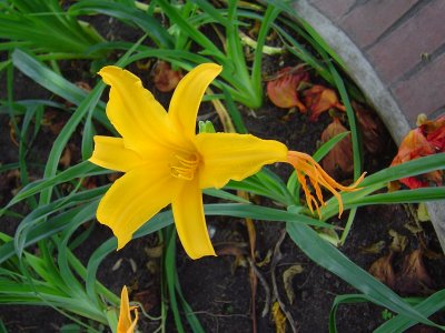 A bright yellow day lily