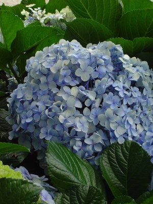 more Hydrangea, I never noticed that the stalks between the flowers are blue as well