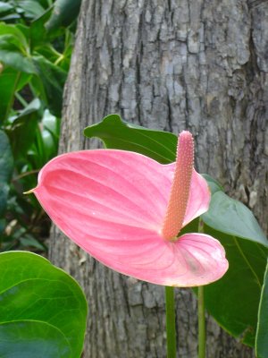 Beautiful Flamingo Lily (I think that's what it's called, but there are almost 1000 species that are in the Anthurium genus)